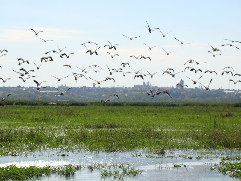 Argentina_Delta del Paraná Delta del Paraná