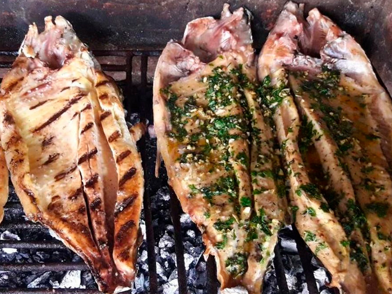 Argentina_Susubi Surubi